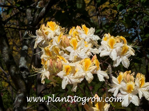 Northern Hi Lights Rhododendron (May 18)